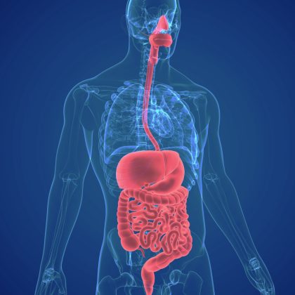 3D Illustration Human Digestive System Anatomy