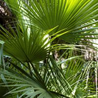 erbe-e-piante-tropicali